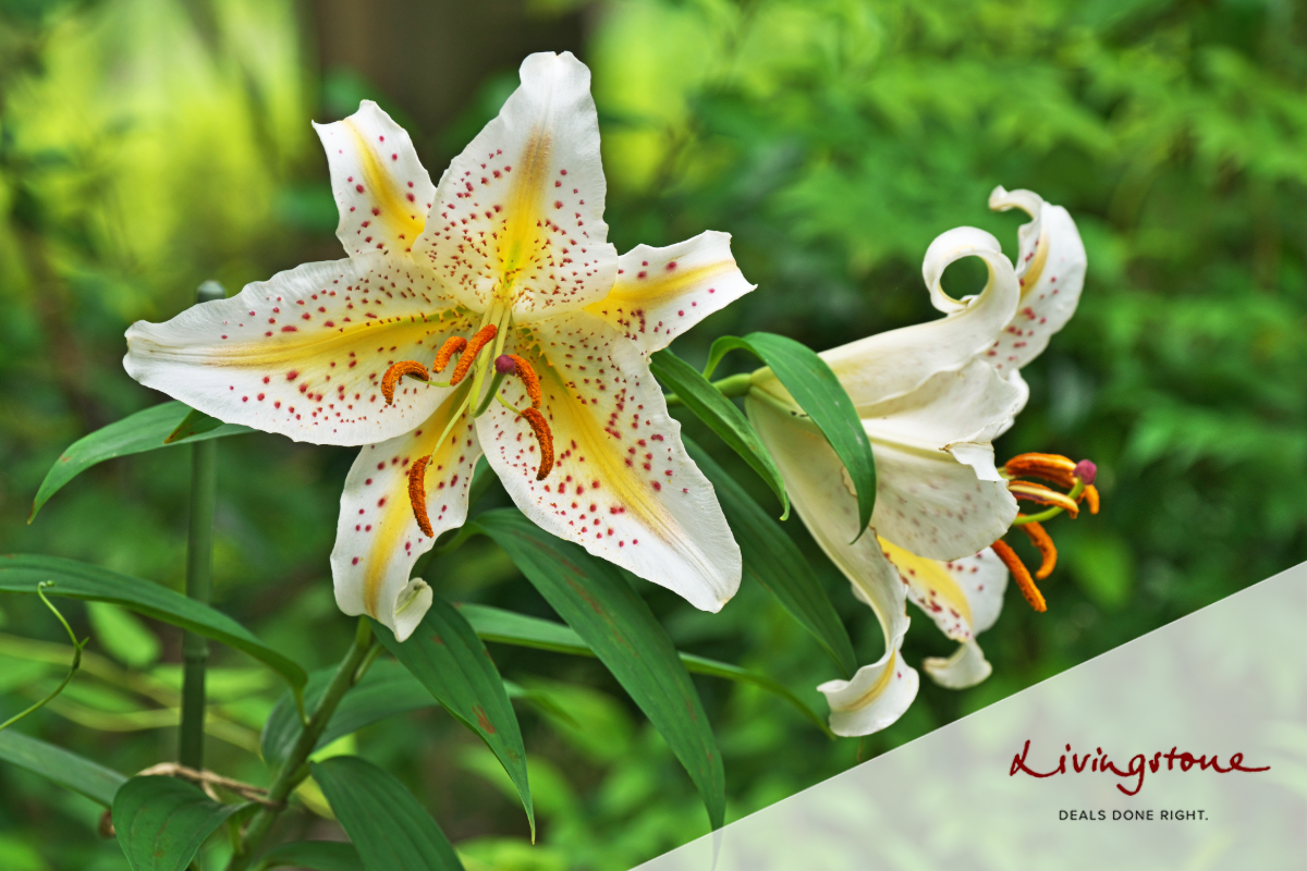 Livingstone has advised Foreman Capital on the sale of Van den Bos Flowerbulbs to Heylen Group featured image