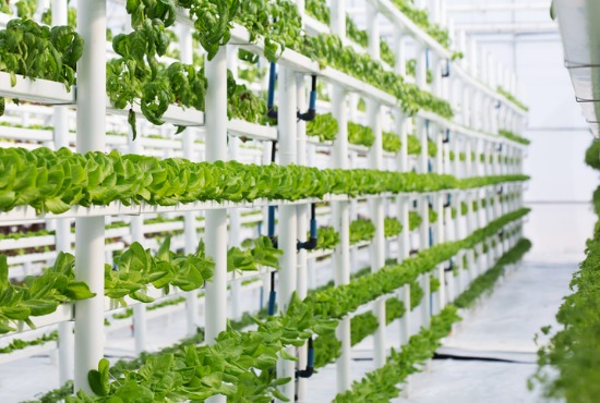 Livingstone raises $50MM of debt capital for private MSO featured image