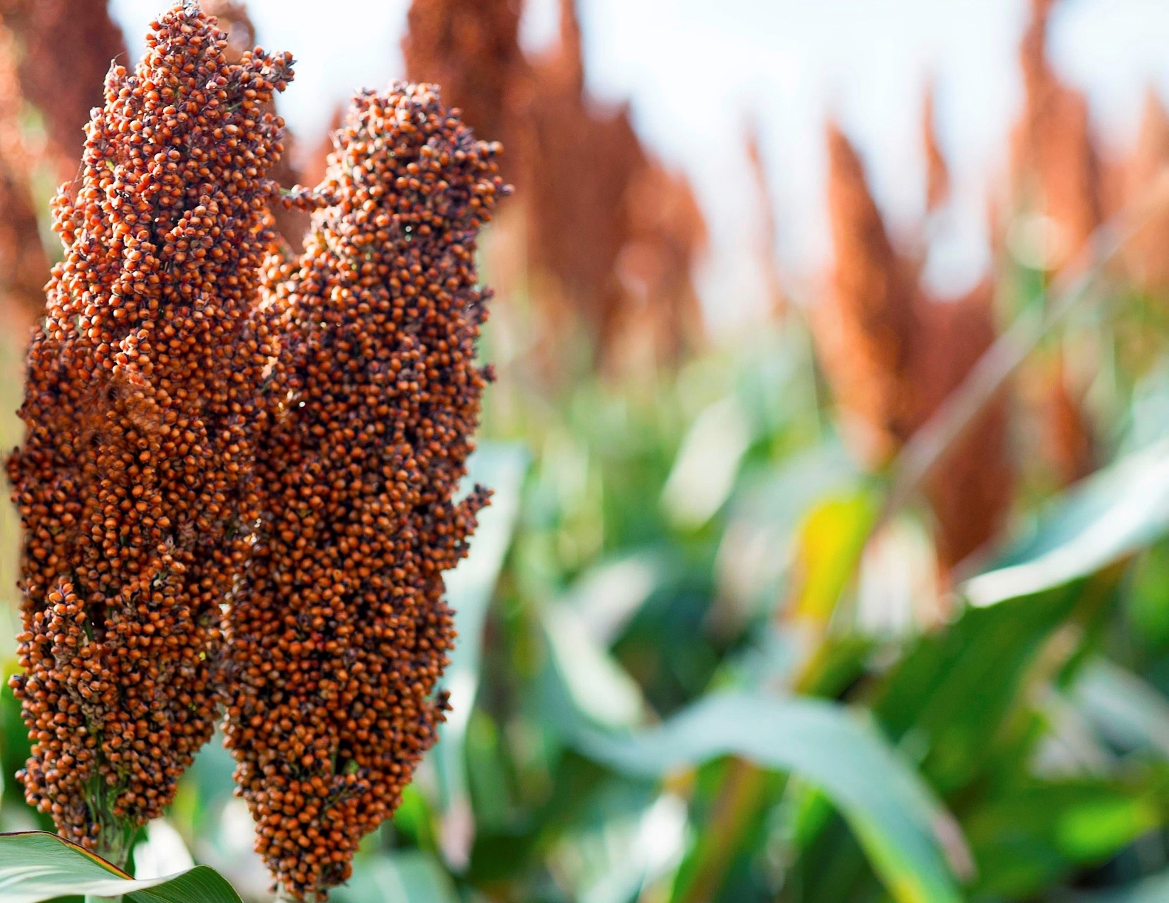 Livingstone cultivates strategic sale for agricultural technology leader featured image