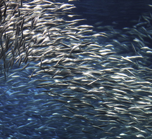 ActiveStandards joins forces with CrownPeak featured image