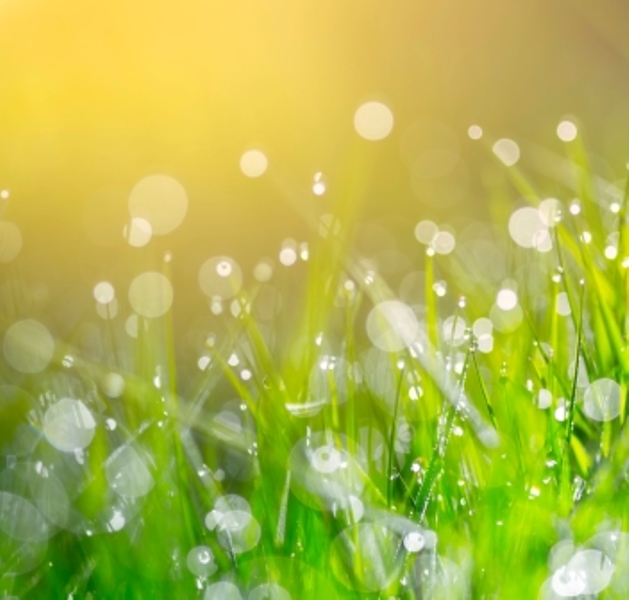 立石为员工和客户忠诚度解决方案提供商Grass Roots Group出售予Blackhawk Network Holdings, Inc.提供咨询 featured image